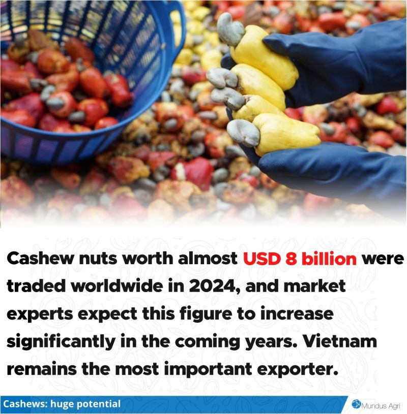 Cashews: As reported by the Vietnam Cashew Association