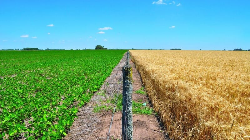 ADM expands regenerative agriculture programme across Germany for wheat, rapeseed and soyabeans