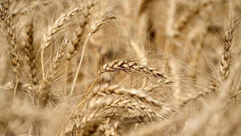 Wheat prices shoot up in govt auction after hike in individual limit