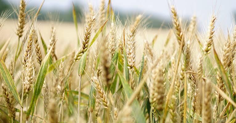 India's Wheat Procurement Hits 27.36 MT, Surpasses Last Year; Private Buyers Impact Punjab Intake