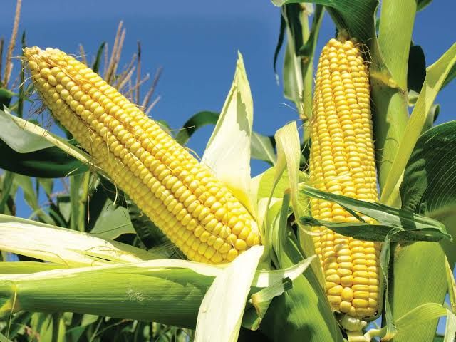 🌽 ICAR-IIMR Launches Its Own Branded Maize Seeds, Expands Reach Across India
