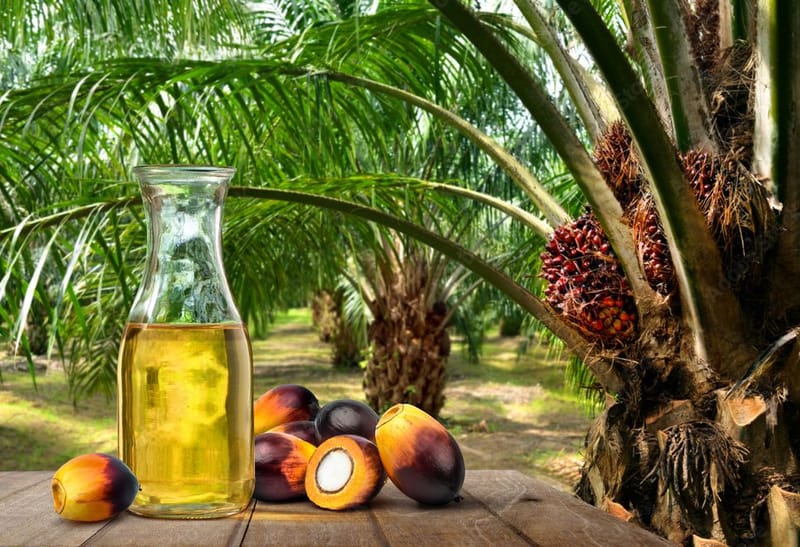 India plans to expand palm plantations to 1 mln ha, increase palm oil production