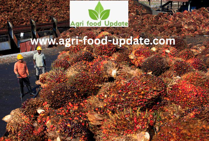 India's August palm oil imports hit 1-year high on festive demand, price advantage