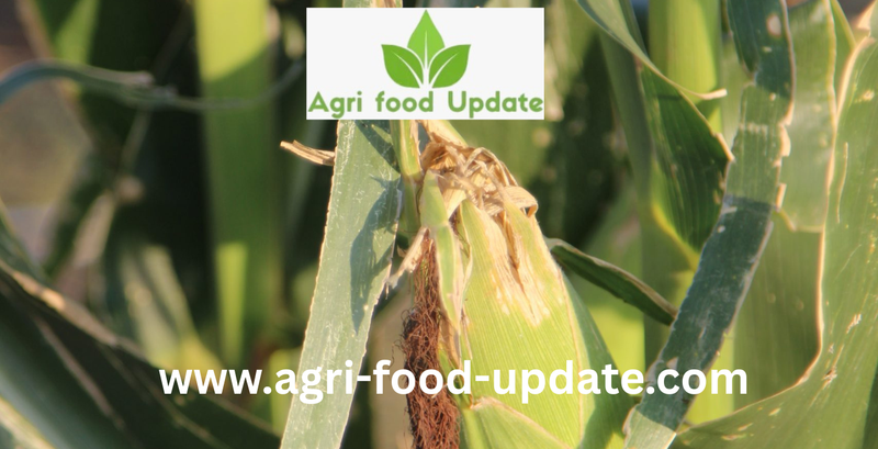 Market ‘whiplash’ as USDA sticks by corn export numbers