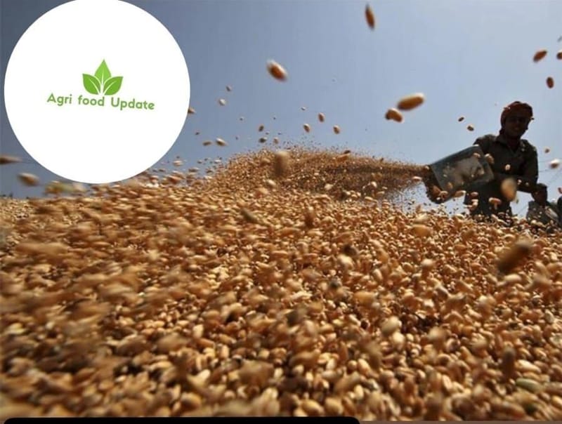 🌾 CIMMYT Shifts Focus to Gene Editing for Wheat Resilience 🌱 as GM Varieties Stall 🚫