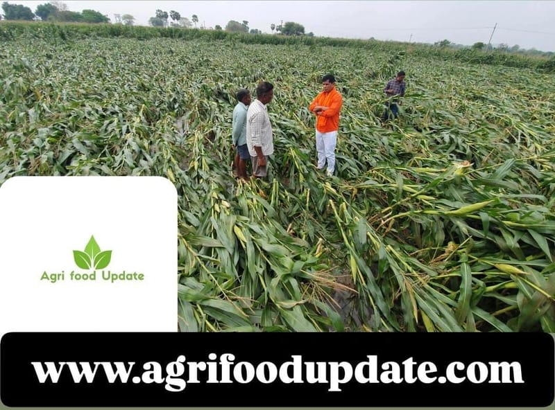 𝐆𝐨𝐯𝐞𝐫𝐧𝐦𝐞𝐧𝐭 𝐭𝐨 𝐀𝐬𝐬𝐞𝐬𝐬 𝐅𝐥𝐨𝐨𝐝 𝐃𝐚𝐦𝐚𝐠𝐞 𝐭𝐨 𝐏𝐚𝐝𝐝𝐲 & 𝐌𝐚𝐢𝐳𝐞 𝐂𝐫𝐨𝐩𝐬 🚨🌽𝐒𝐰𝐢𝐟𝐭 𝐀𝐜𝐭𝐢𝐨𝐧 𝐄𝐱𝐩𝐞𝐜𝐭𝐞𝐝 𝐭𝐨 𝐒𝐮𝐩𝐩𝐨𝐫𝐭 𝐀𝐟𝐟𝐞𝐜𝐭𝐞𝐝 𝐅𝐚𝐫𝐦𝐞𝐫𝐬