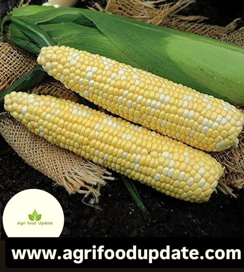 📈 Maize Outshines All Other Crops as India’s Kharif Sowing Nears Completion 🇮🇳 — Total Sown Area Up by 1%