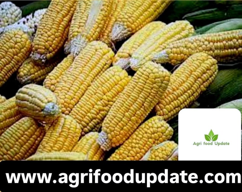 Sidlaghatta Farmer Cultivates Stunning Multicoloured Maize, Sparking a Wave of Agricultural Innovation Across India