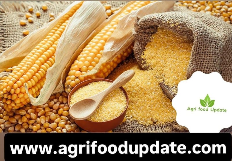 Maharashtra Greenlights Maize & Rice for Ethanol in State’s “Dual‑Feed”