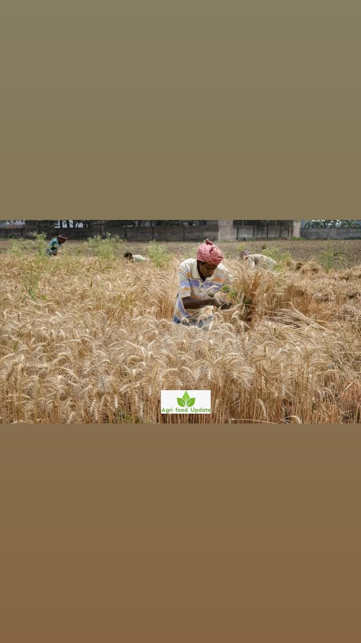 India’s wheat acreage catches up with last year’s coverage