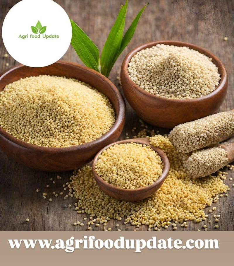 🌾 Millets Procurement Begins in UP to Boost Farmer Incomes 🚜✅