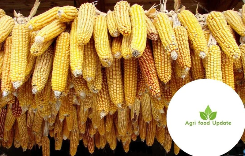 mmdeinternational.com - 🌽 Ethanol Push Accelerates Maize Farming in India 🇮🇳⚡
