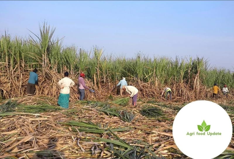 www.sugarethanolbioenergy.com - 🌧️ Excessive Rainfall May Hamper Sugar Recovery in Maharashtra 🌾