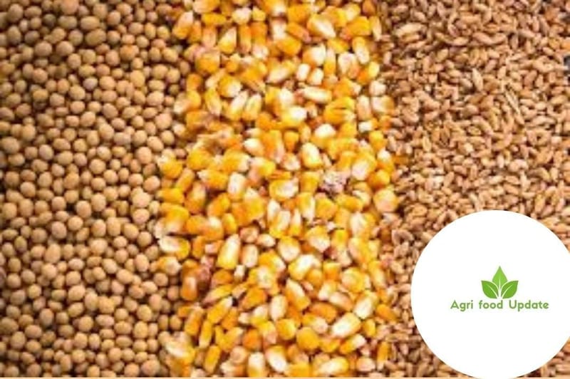 mmdeinternational.com - 🌱 Soybeans Surge This Week! 📈 Corn & Wheat Take a Slight Dip 🌾📉