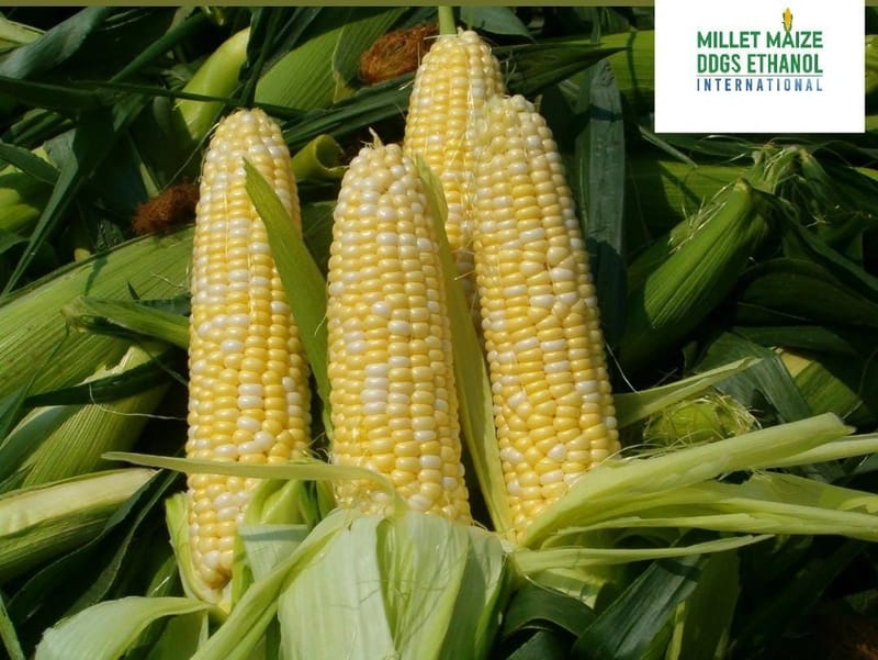 mmdeinternational.com - 🌽 Corn Starts the Week Strong — Holds Onto Gains 📈