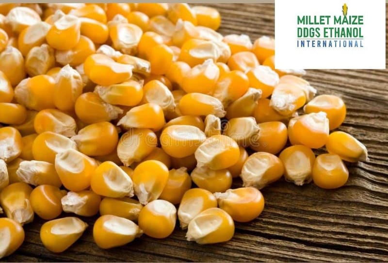 mmdeinternational.com - 🌽 Corn Prices Dip on Tuesday 📉