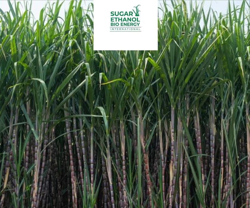 www.sugarethanolbioenergy.com - 📉 Low Sugar Prices Push Sugarcane Mills Toward Ethanol Production 🍶🌱