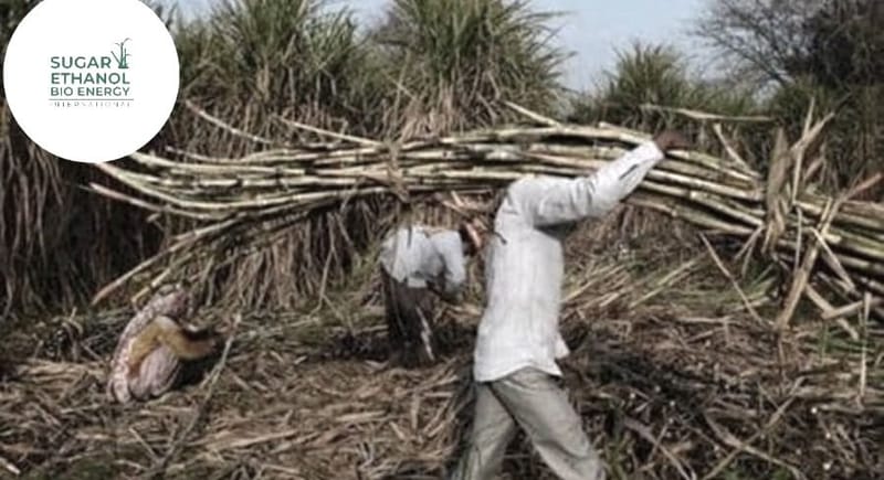 www.sugarethanolbioenergy.com- 🌾🔥 Burnt Cane Crisis Threatens Sugar Industry and Market Access 🌍