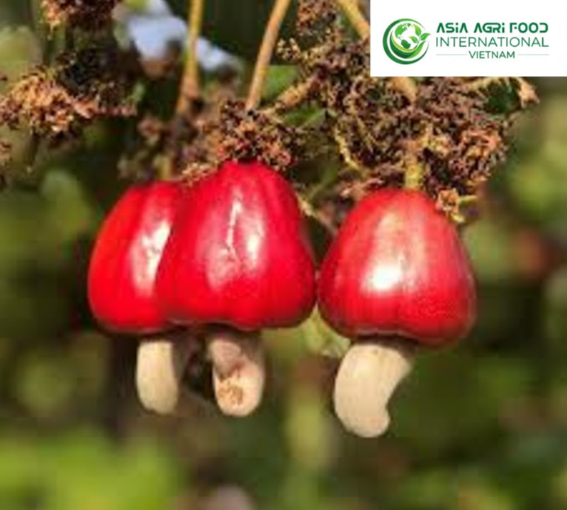 www.asiaagrifood.com - 🥜🌱 Cashew Cultivation Gains Momentum with Rising Demand at Home and Abroad 🌍