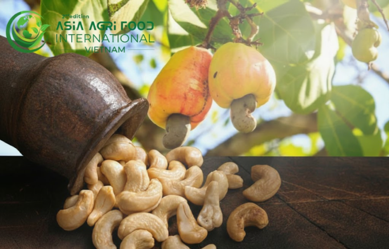 www.asiaagrifood.com -🌰 Vietnam Cashew Market Size & Share Analysis: Growth Trends and Forecast (2026–2031) 📈 -www.asiaagrifood.com