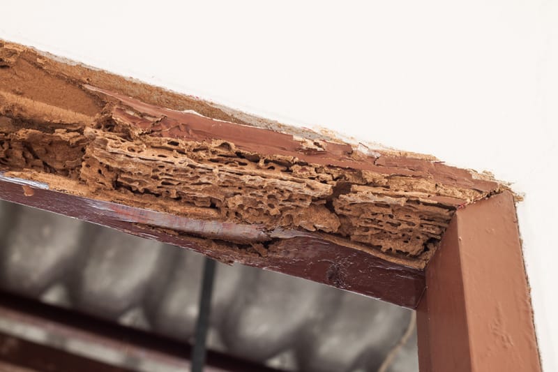 Termite Inspections