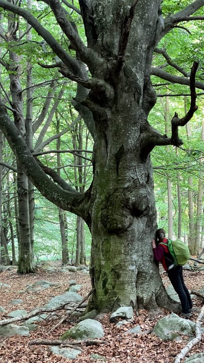Il FOREST BATHING in CITTA', nei PARCHI e GIARDINI CITTADINI
