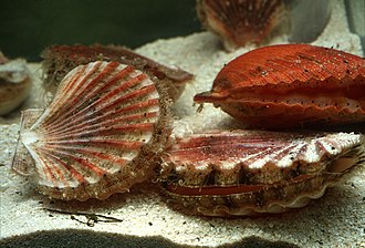 Fête de la coquille 2025