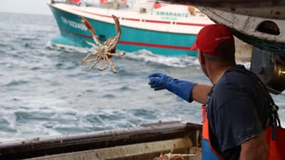 « Si ça continue, on est tous morts » : l’appel désespéré des pêcheurs normands face aux restrictions de Jersey