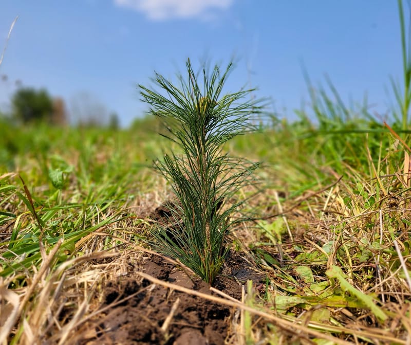 More Than Trees: GSCA Helping Landowners Enhance Their Property and Leave a Legacy