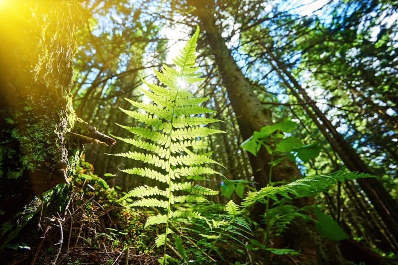 أنظمة الصرف الصحي الحديثة