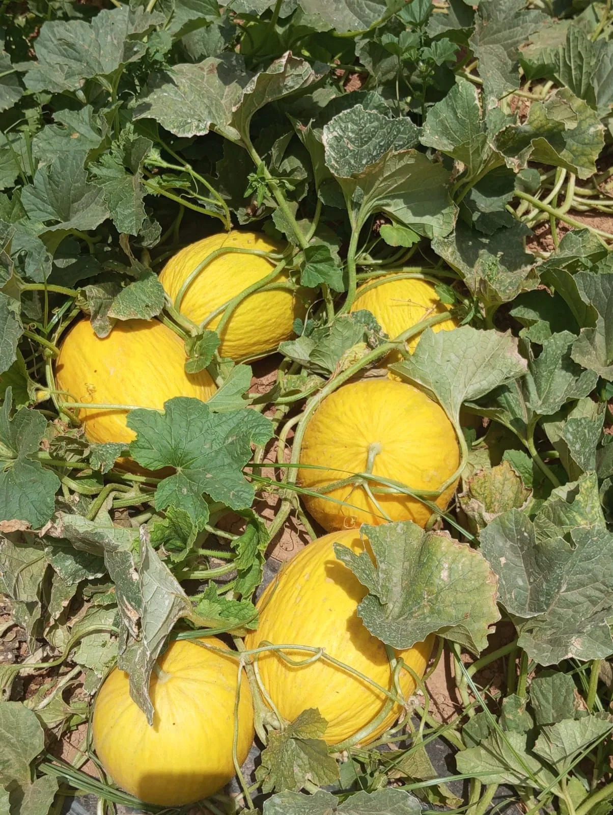 Melon Jaune By LEAF AGRI
