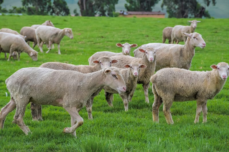 Crise de l’élevage au Maroc : chute du cheptel, hausse des coûts et mutation vers l’agriculture durable