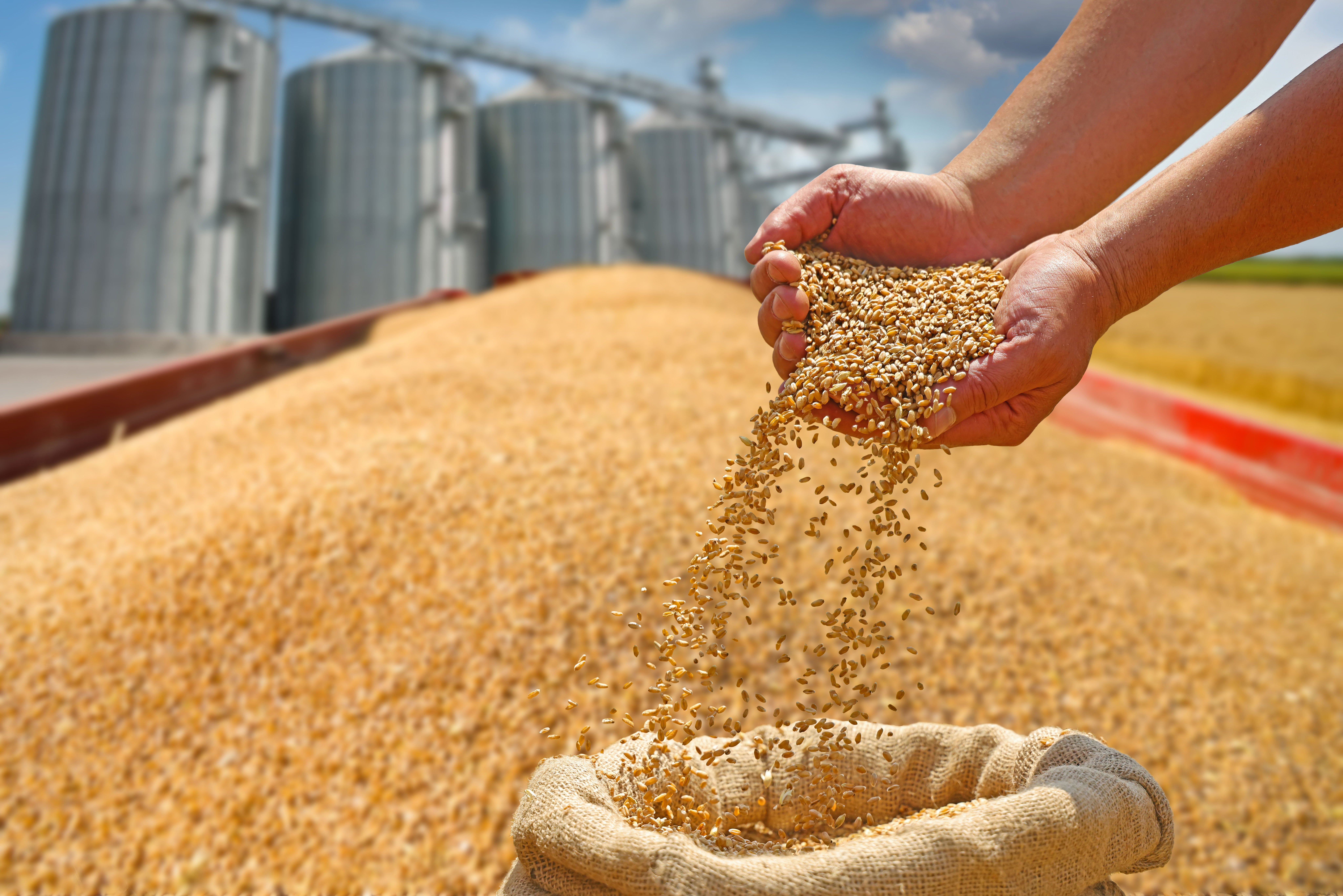 production de céréale au Maroc