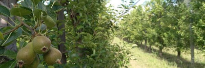 Sistema de Mitigación de Riesgos