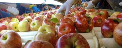 Envio de frutos hospederos de mosca a Áreas Libres