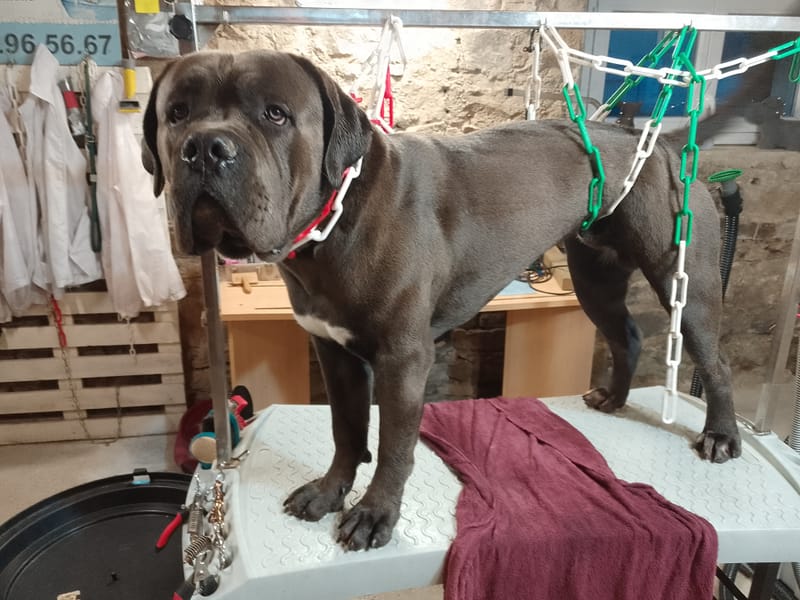 chien poil ras  35€