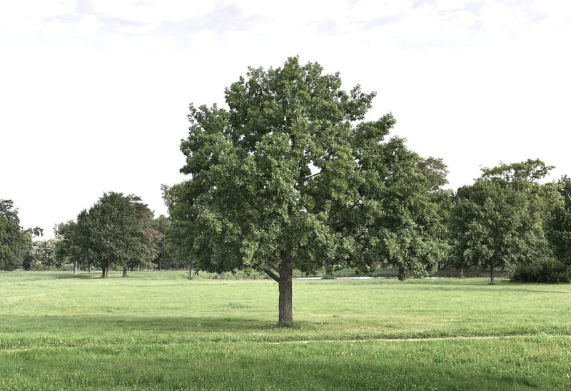 פגישה במקום פתוח