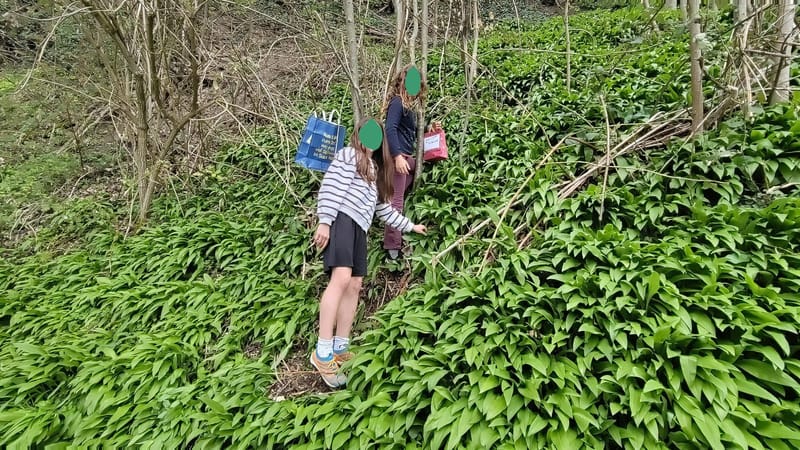 Bärlauch sammeln in der Kyburg