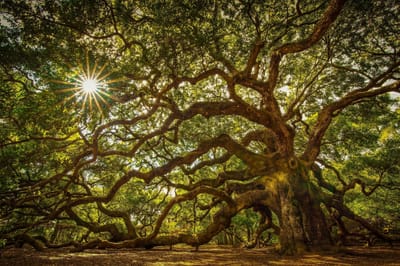 Yoga de l'Energie, Le Gai SaVoir