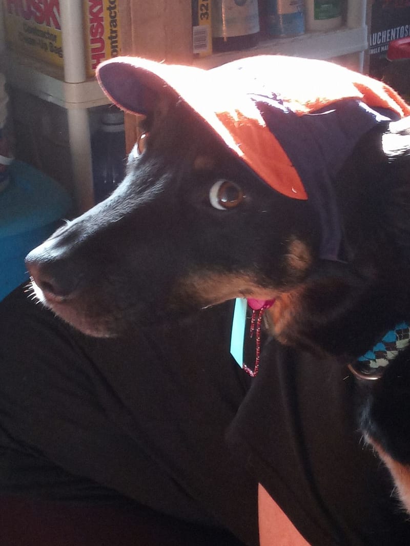 Pet sport collection