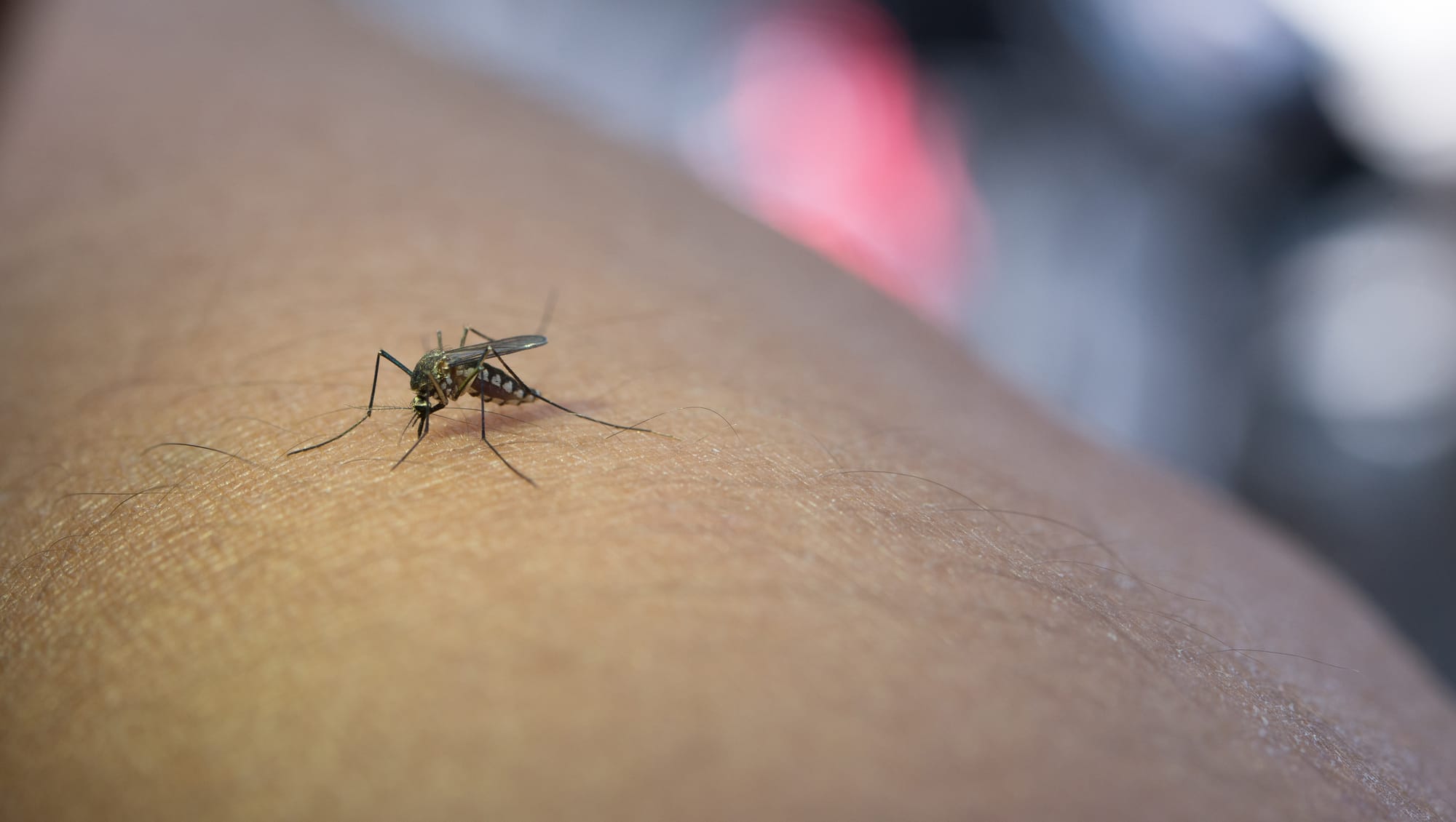 Malaria: Causes, Symptoms, Treatment, and Prevention