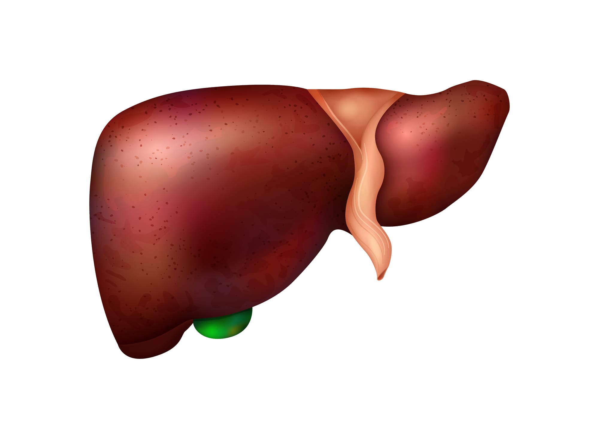 Liver Function Test Explained: What It Shows and Why It Matters