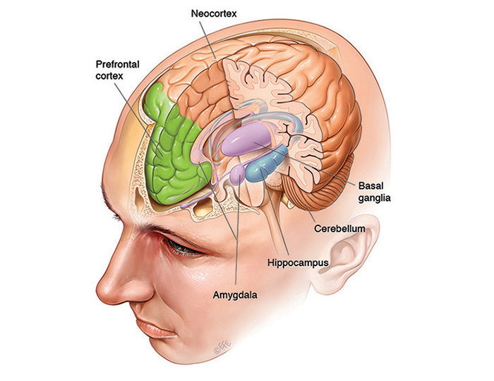 Declarative vs Episodic vs Procedural memory basic definition for golfers