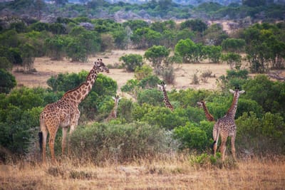 Enchanted Forest of Zambia and Zimbabwe image