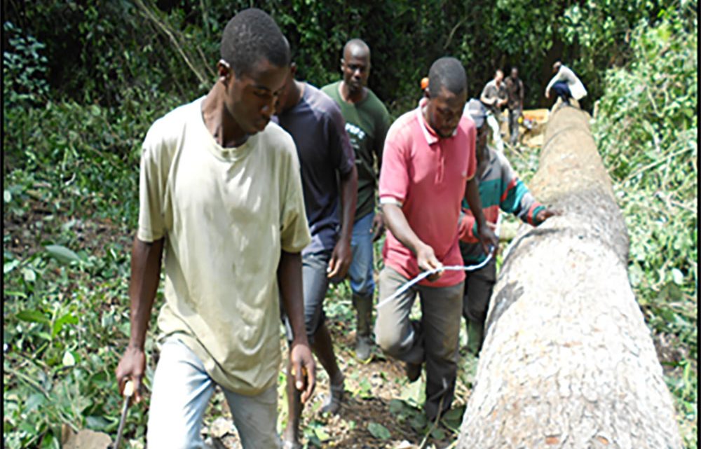 Forêt : Première édition du comité de pilotage de la Stratégie nationale relative à la foresterie communautaire en RDC