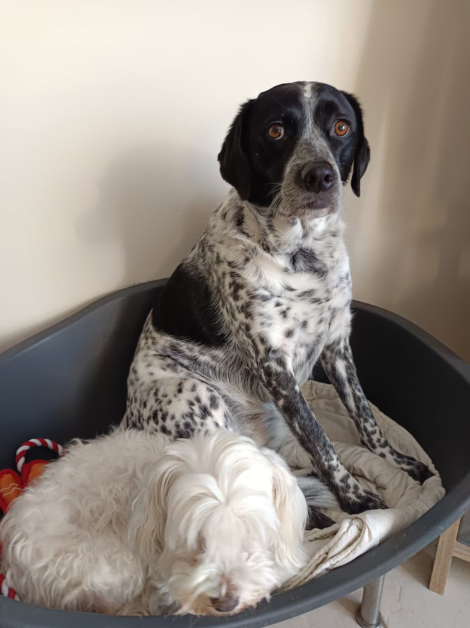 Les soins énergétiques sur les animaux