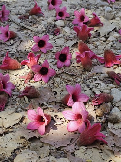 כאב הוא סימן