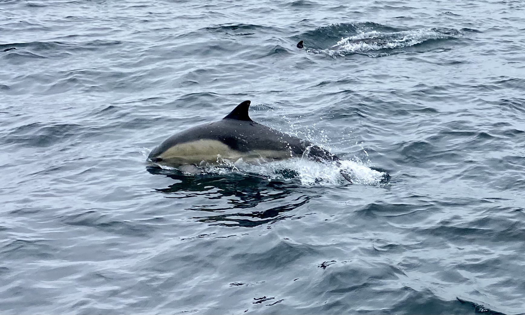 Channel Islands National Park
