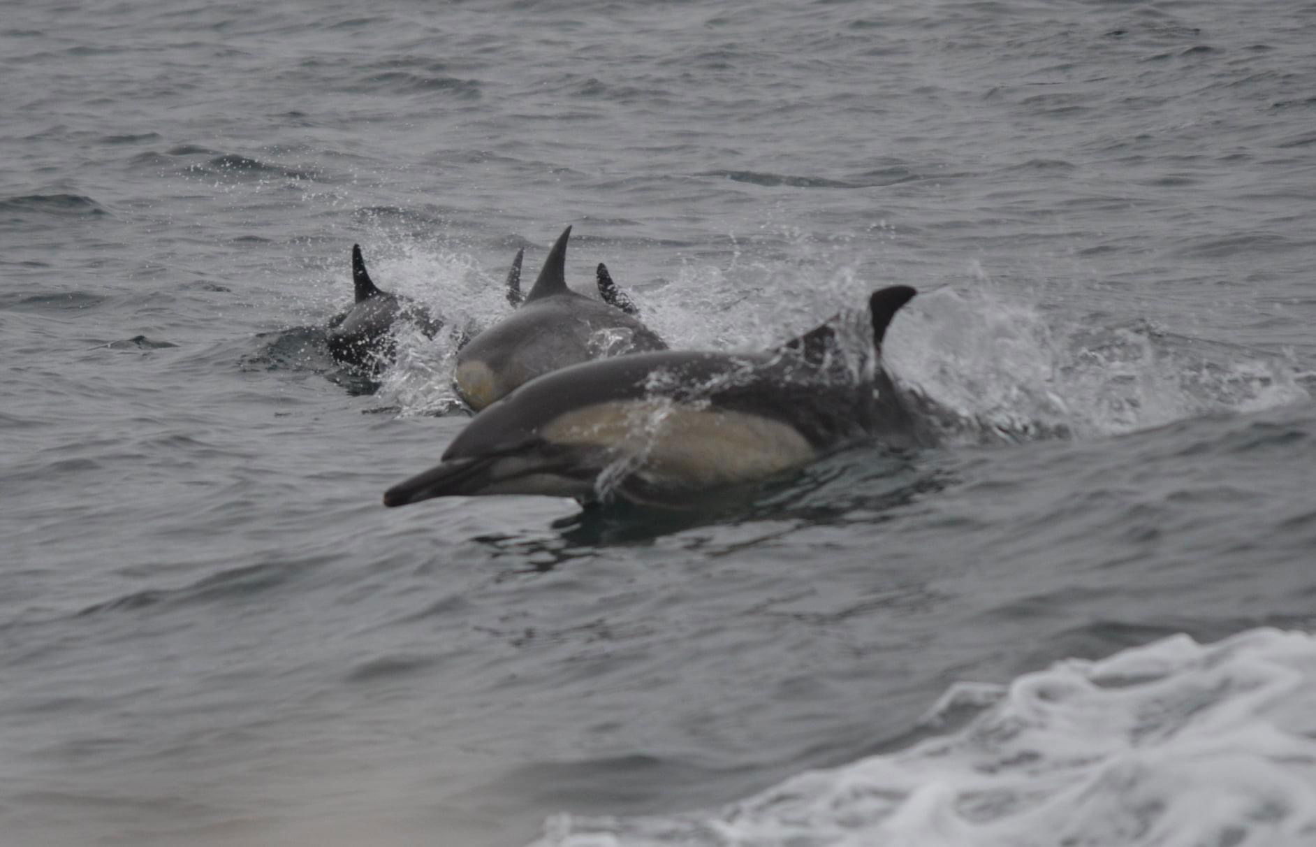 Channel Islands National Park