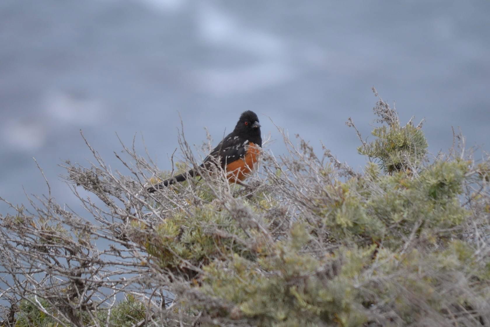 Channel Islands National Park